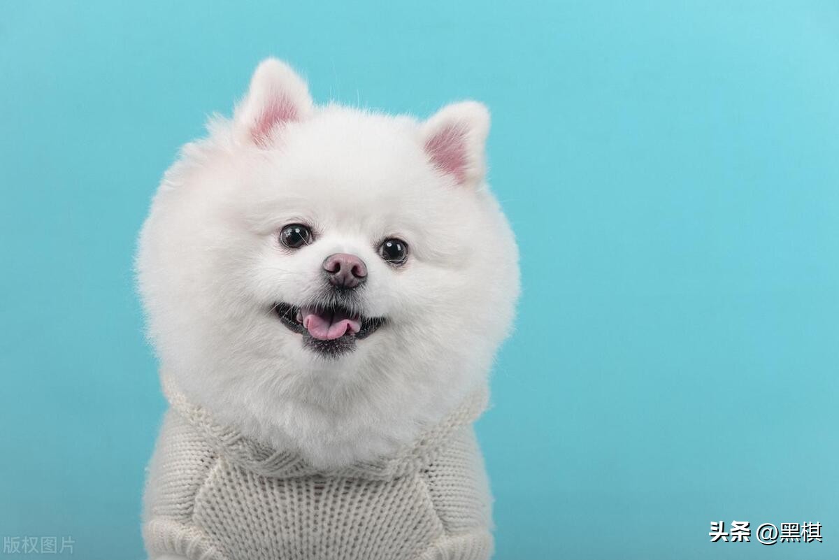 哪些狗狗长得最好看前十名,狗狗聪明品种排行榜前十名