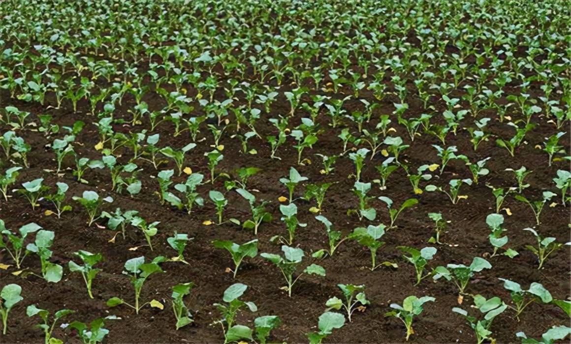 自己培育西兰花种子打破国外垄断,西兰花种子垄断