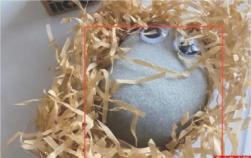 养芒果核不用吹风机行不行,养芒果核当宠物要晒多久