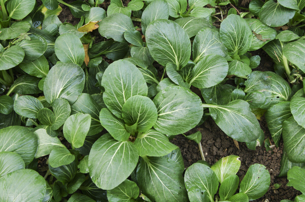 小油菜种植成本利润,种植小油菜前景好吗