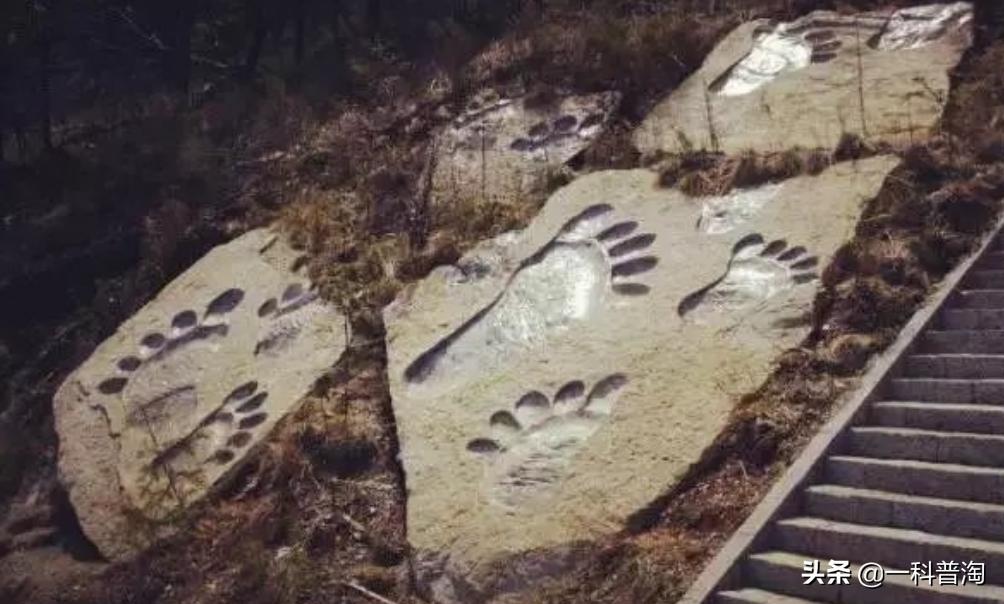 神农架野人真的曝光吗,神农架野人的真实存在吗