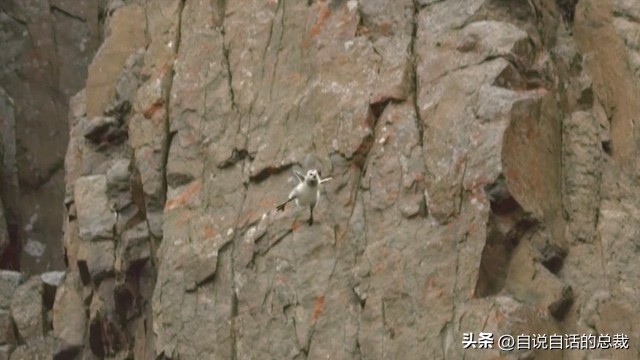 鸭：一鸭战四虎？弹射胜航母？鸭子的真相，也许超乎你的想象