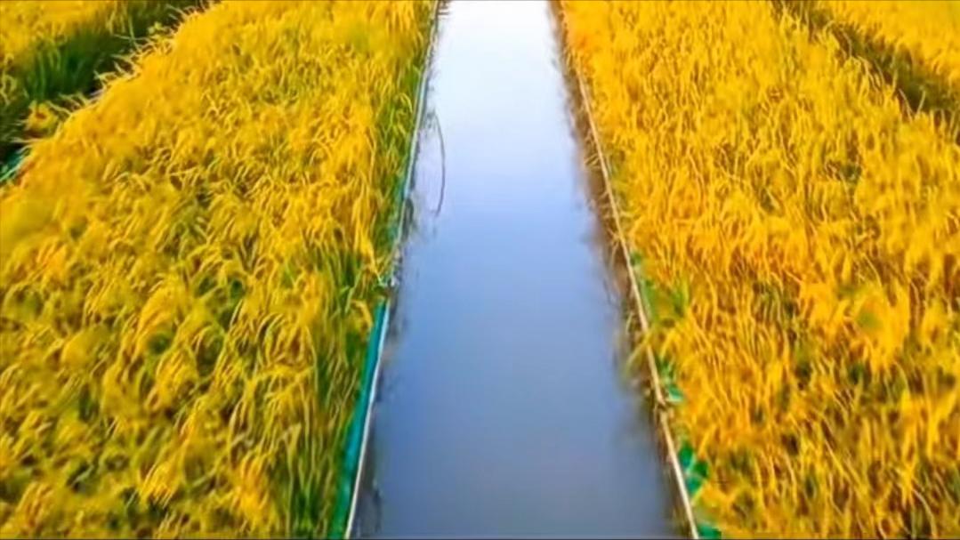 农村妇女靠什么赚钱,农村人在家里有什么办法赚钱