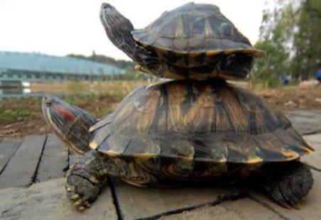 巴西龟一个脚肿腐烂死了怎么办,巴西龟有腐甲迹象怎么办