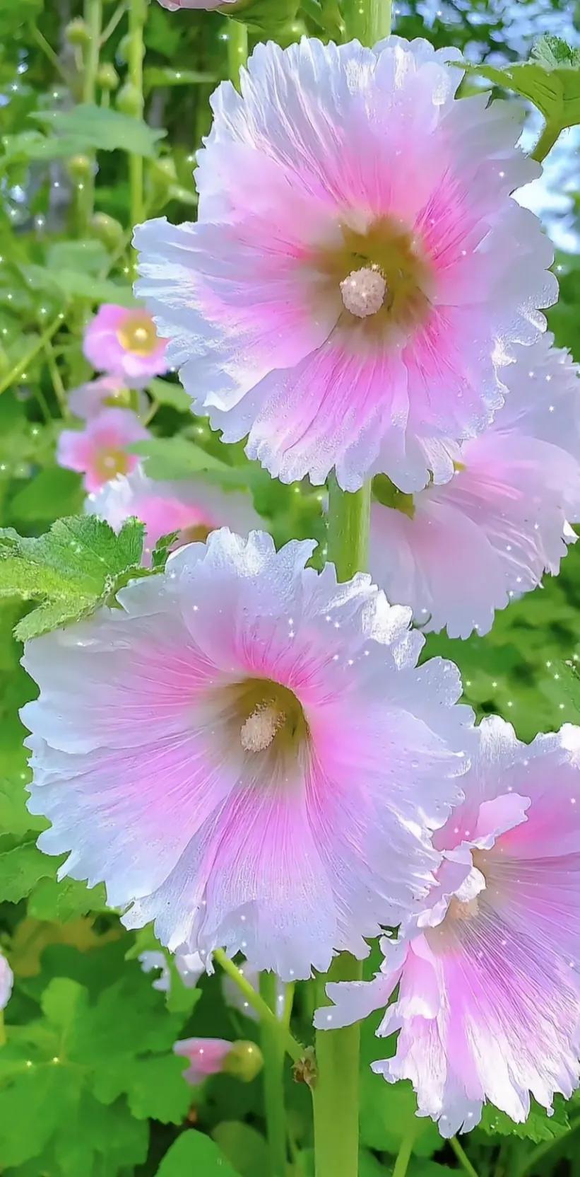 蜀葵花唯美大图片,世上最美的蜀葵花图片图文