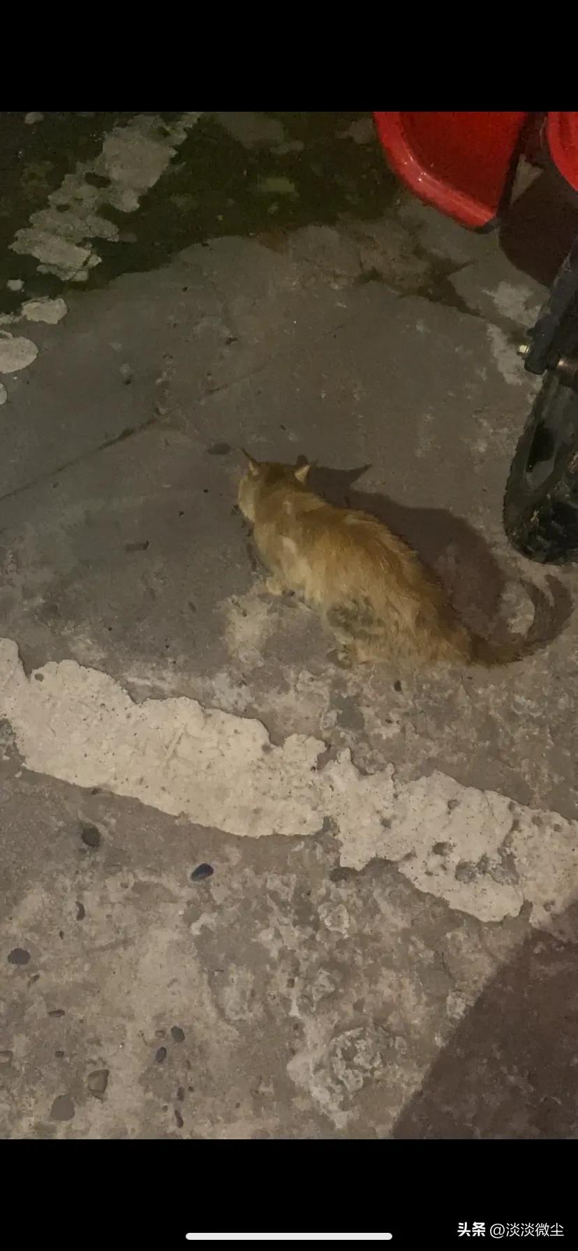 坚强的口炎猫，可我没办法拯救你！