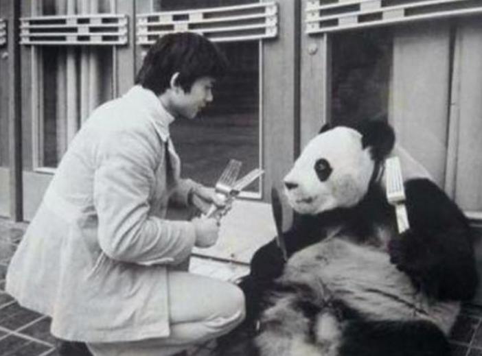 自家羊被咬死怒杀大熊猫,自家羊被大熊猫咬死判了多少年