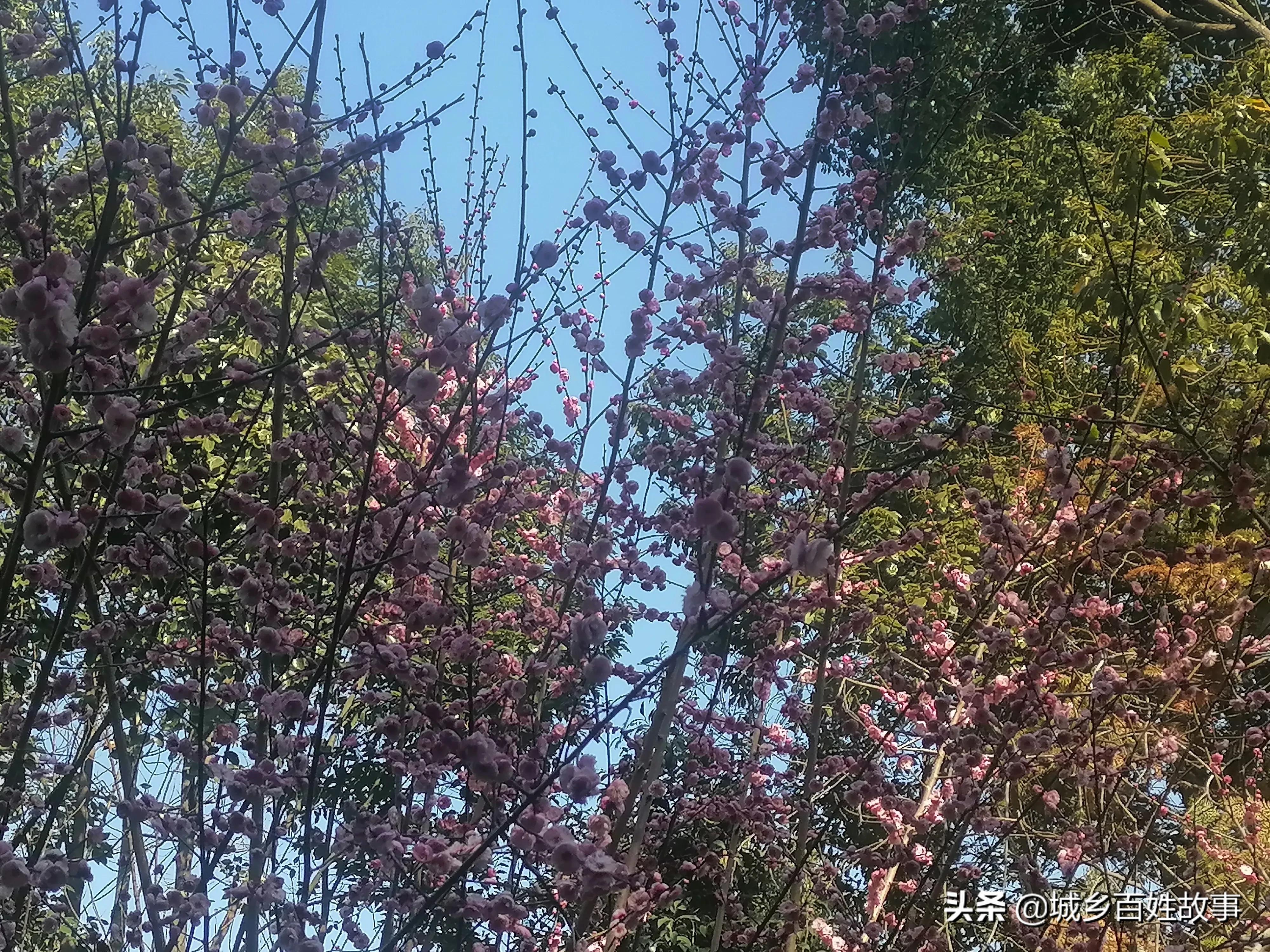 走笔山水人文红色杜家山