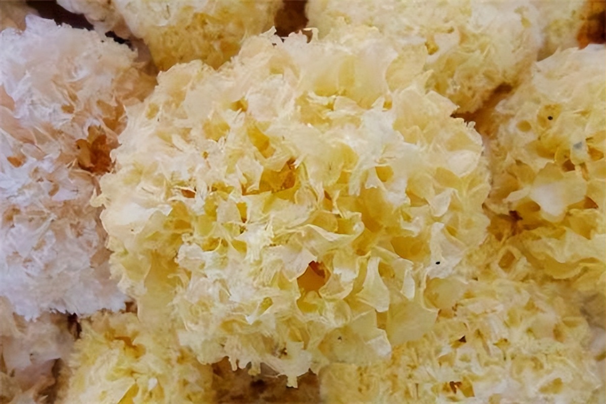 银耳怎么吃健康又营养呢？这篇文章就够了，喝起来幸福感爆棚！