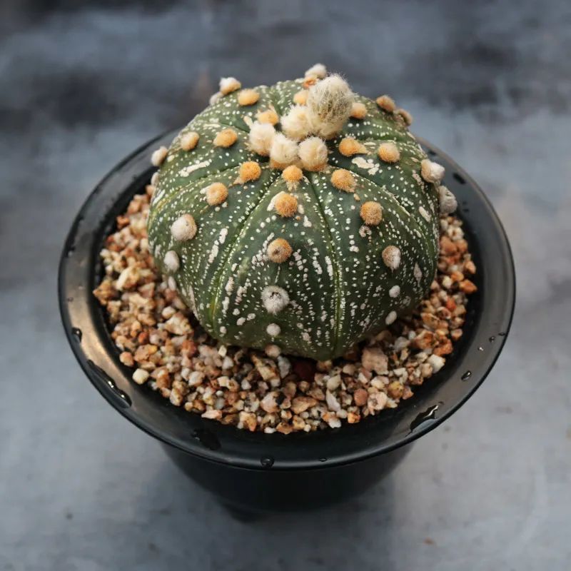 100种刺花图片,刺球花卉图片大全