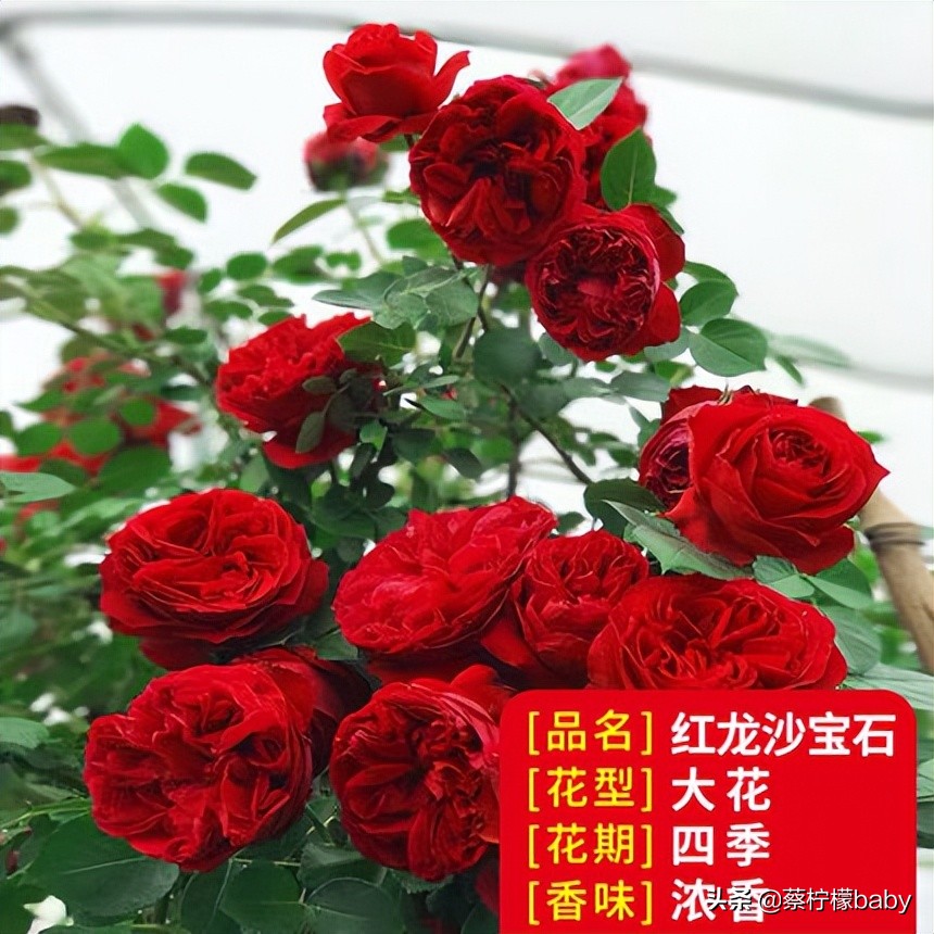 路边的蔷薇花是什么品种,哪个品种蔷薇花最好看最香