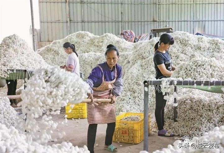 茶乡奏响奋进曲壮志凌云谱新篇——凌云县享受自治县待遇30周年经济社会发展综述