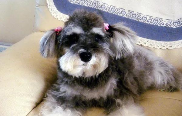 雪纳瑞小型犬最聪明的排行榜,边境牧羊犬柯基雪纳瑞