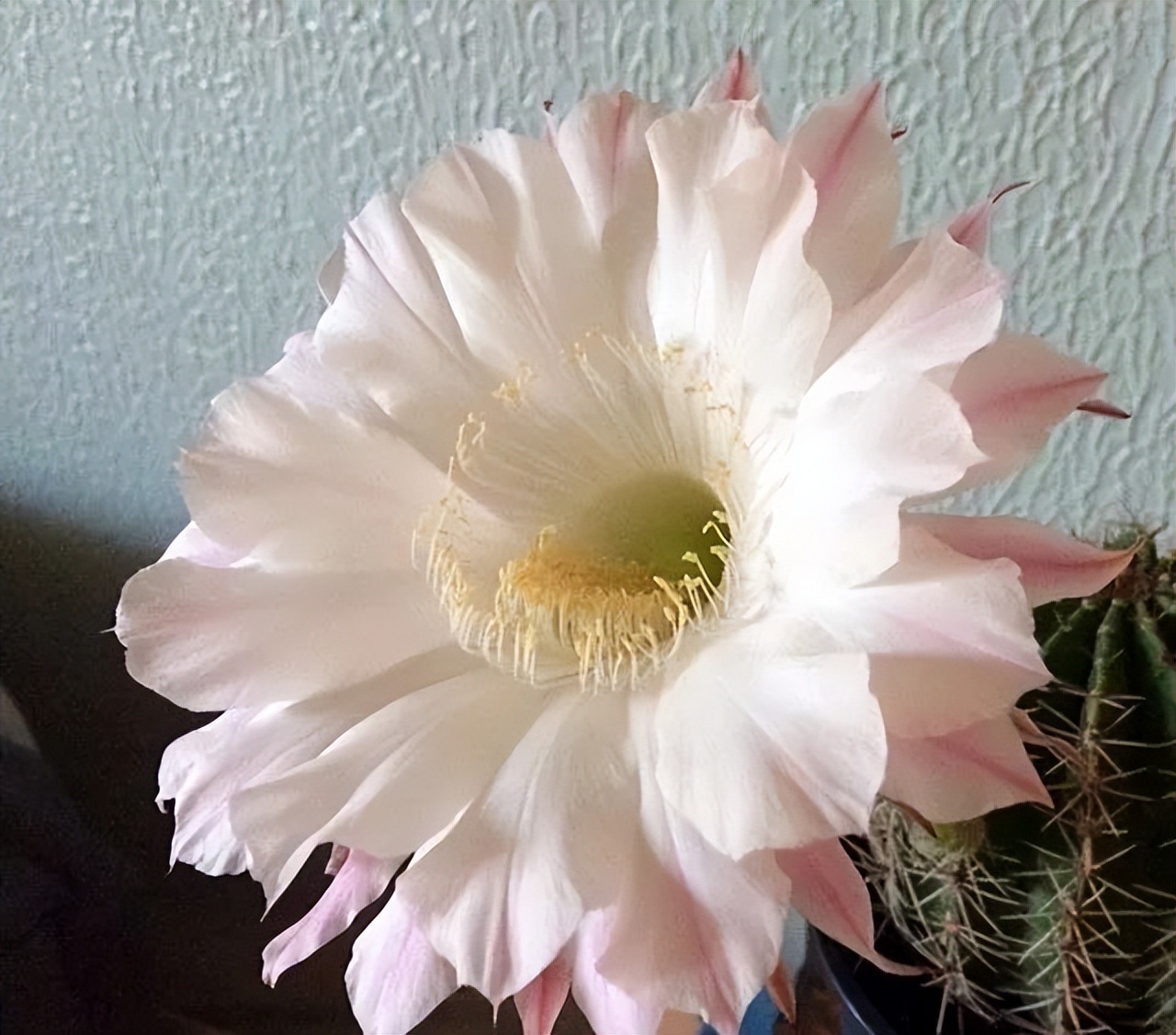 200种·仙人球开花图鉴，大开眼界，美到爆