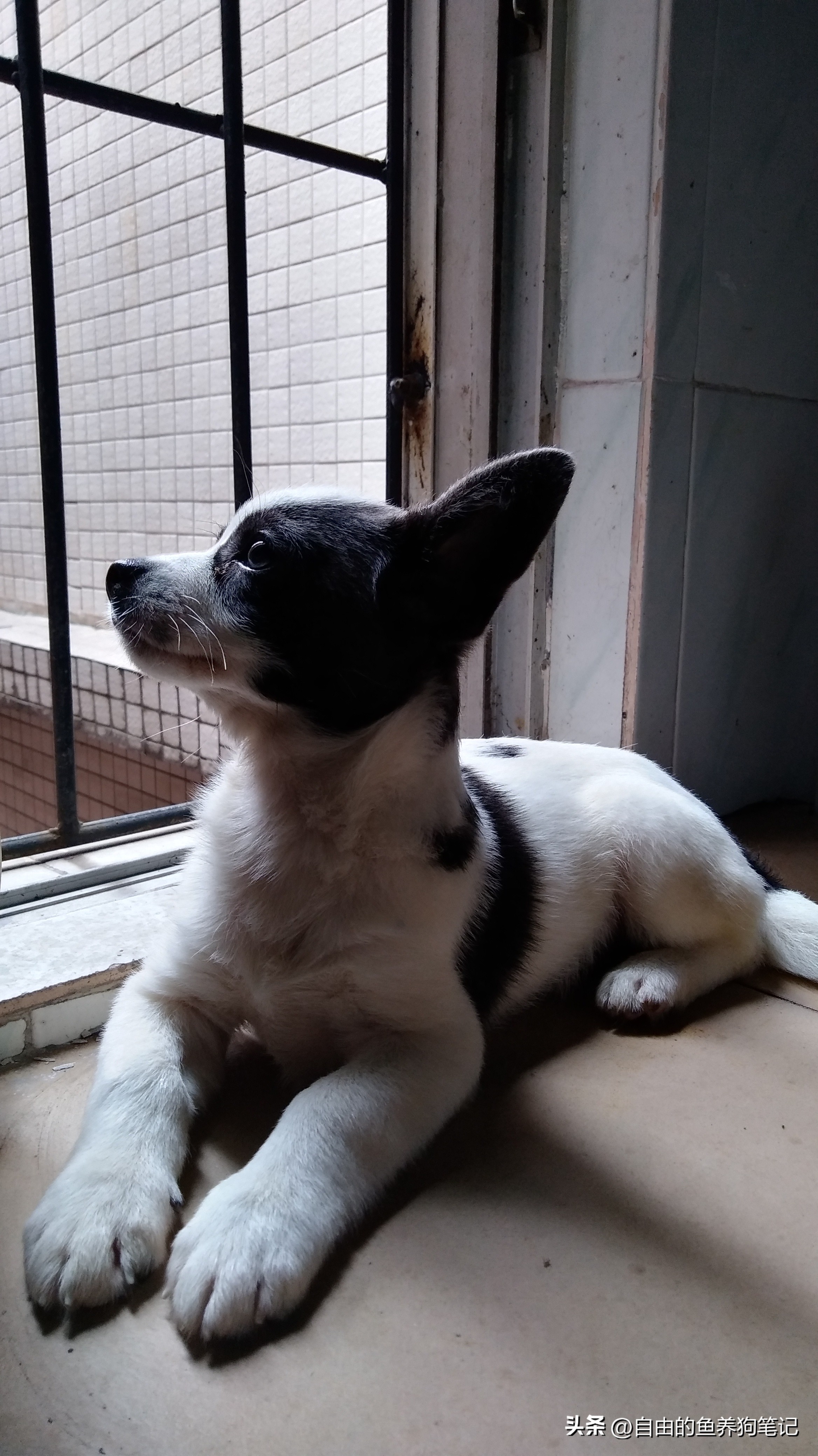 在网上买哪里的狗狗便宜又好,网上买的狗不到一个星期就病了