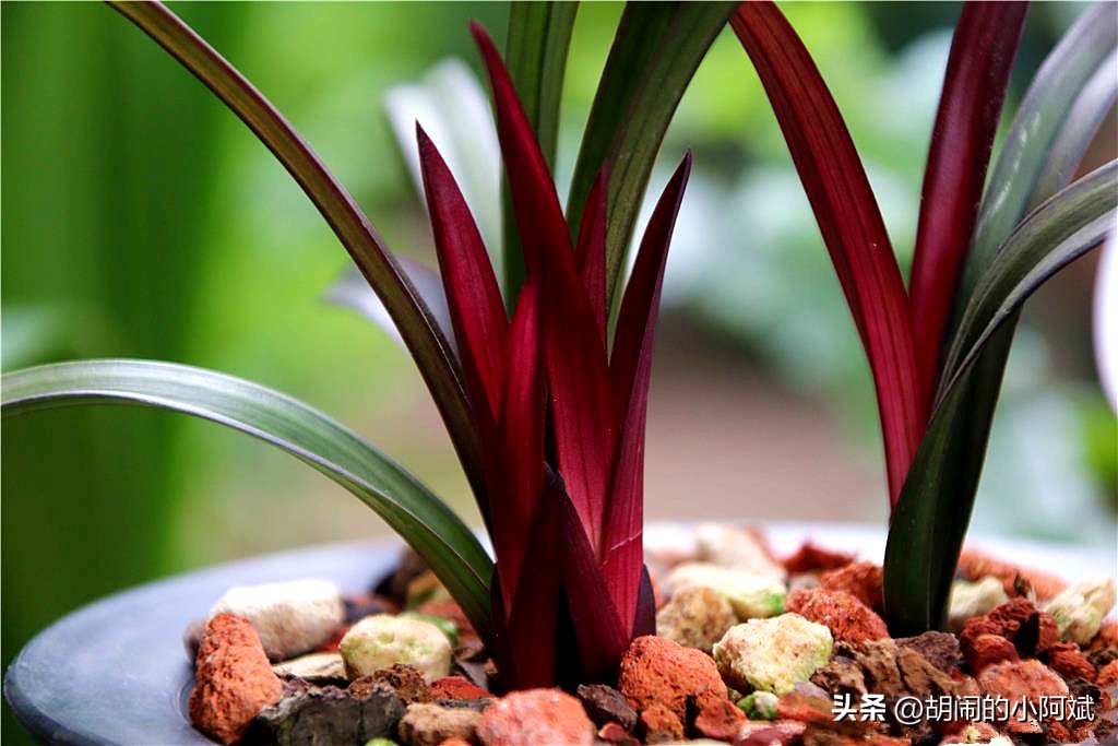 捡漏了一棵“网红”兰花，以草型论价格，开品论辈分，感觉赚大了