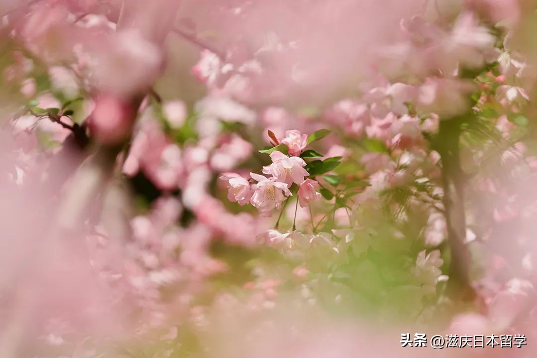 为什么我要推荐读书,为什么我劝你一定要读重点高中