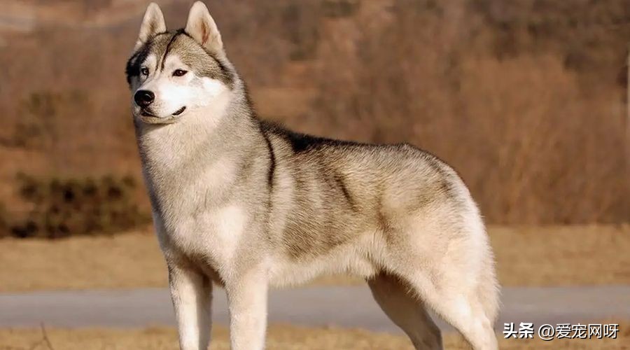 每天认识一只狗哈士奇,哈士奇是一种怎样的狗