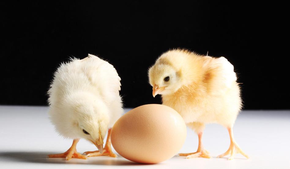 治疗鸡肠炎最好的方法,治疗鸡肠炎的药配方