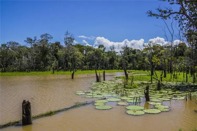 亚马逊河到底有多可怕没有桥梁,亚马逊河有多厉害为什么没有桥