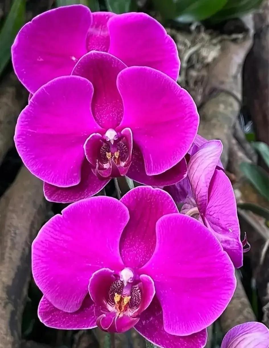 兰花的唯美图片,珍稀兰花各色大全