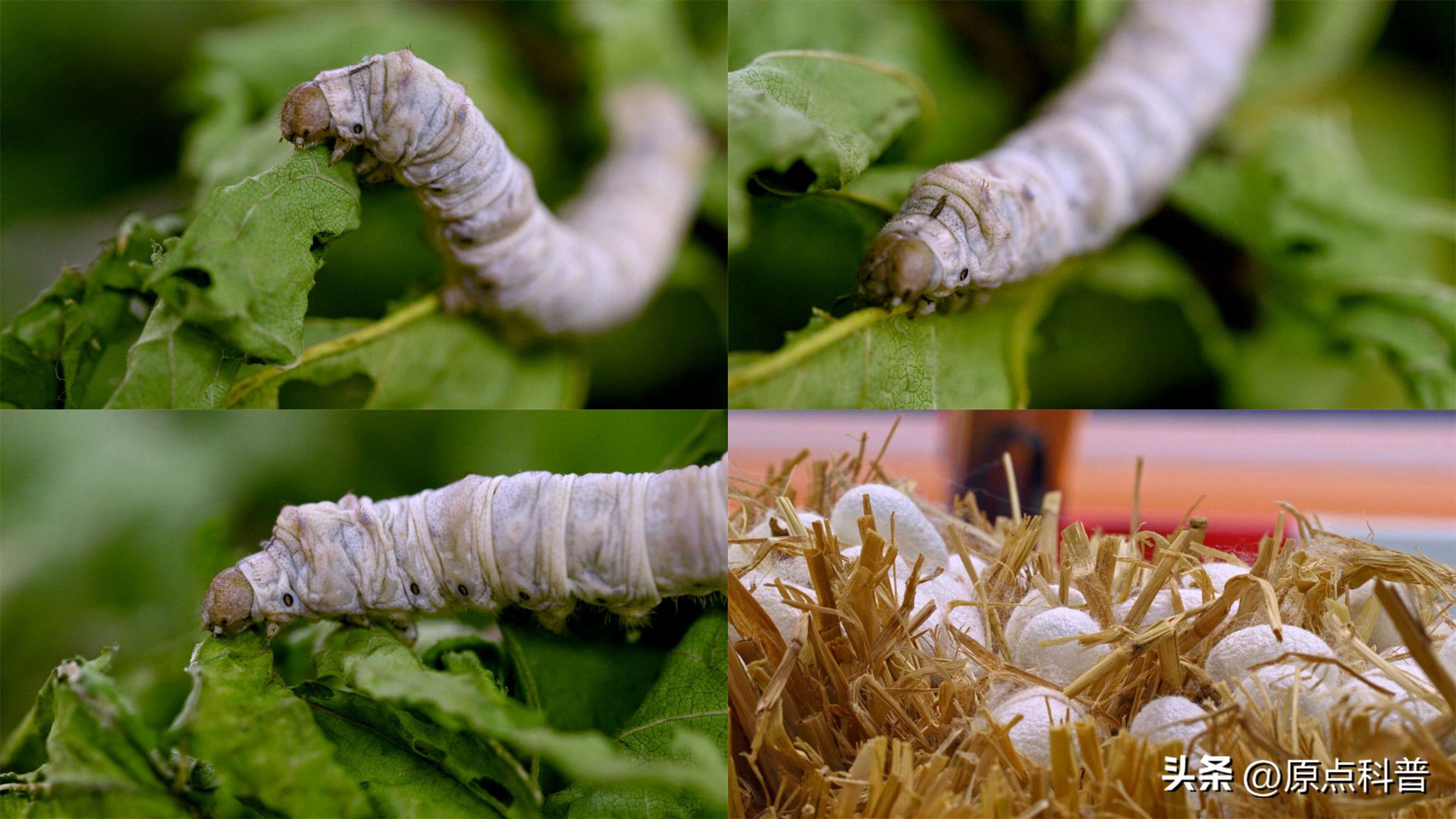 盘点农村小时候常玩的十个昆虫,盘点童年玩过的十种昆虫