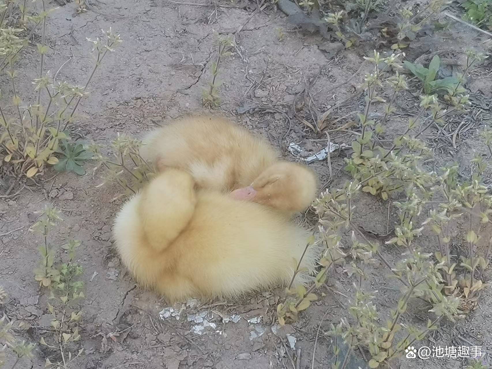 阳台养鸭子的最佳方法,阳台养鸭最好方法