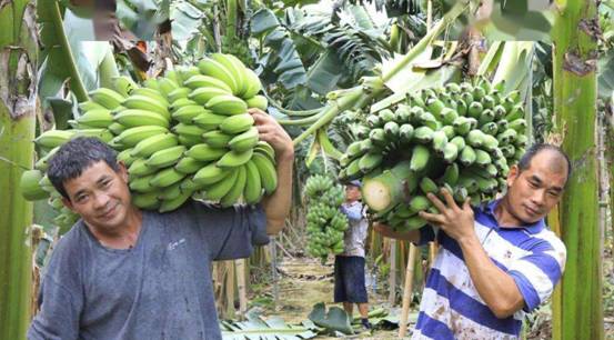 30年后香蕉灭绝,真正的香蕉到底是怎么灭绝的