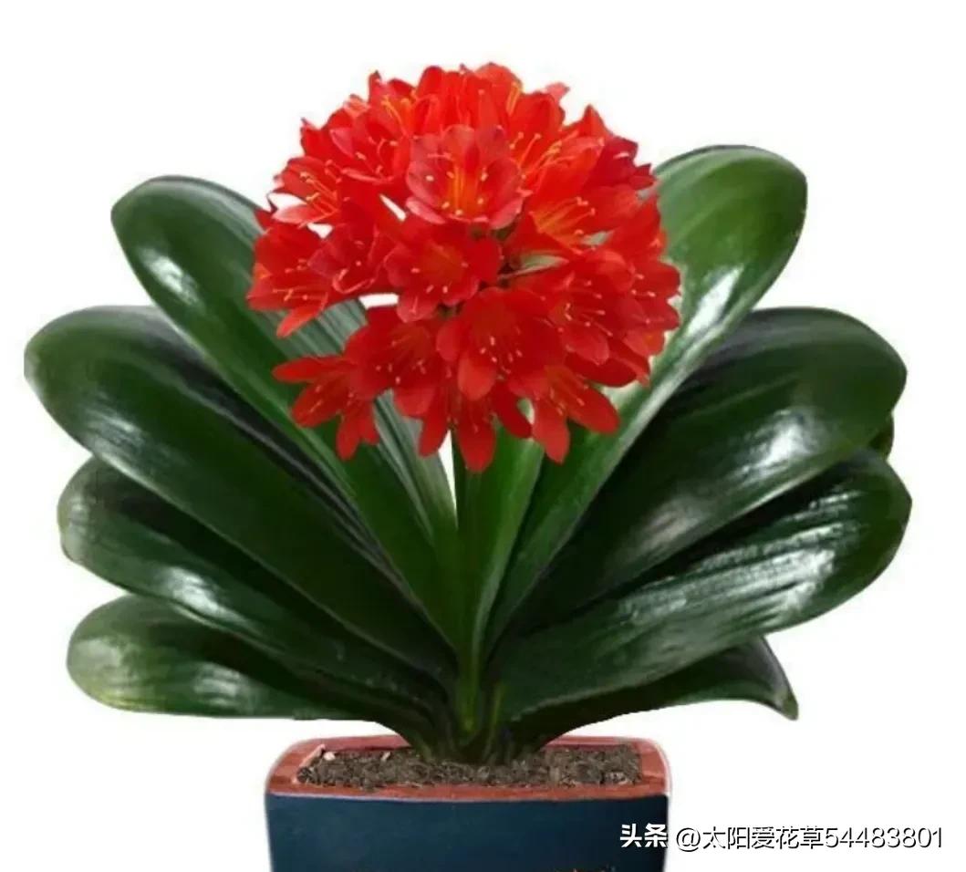 君子兰怎么养才能旺盛容易开花,怎么养君子兰才能开花茂盛