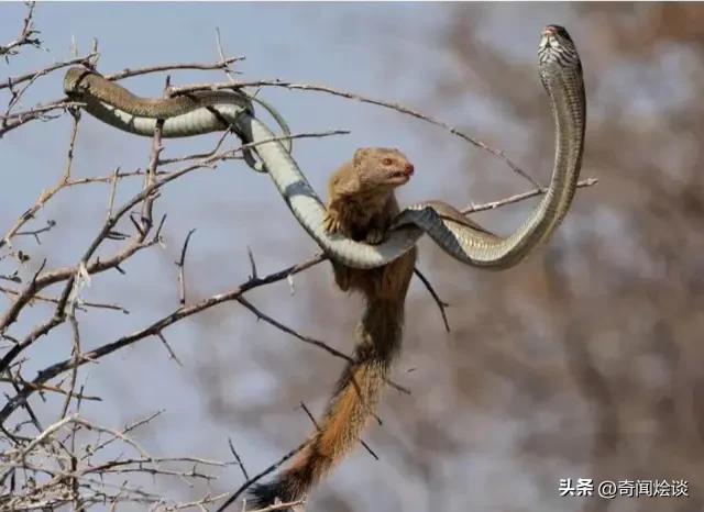 鬣狗捕食动物图片,鬣狗捕杀巨蟒