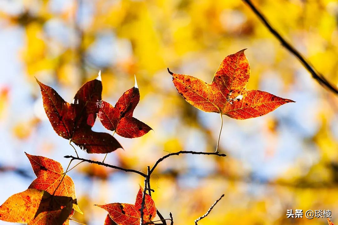 一座鲜为人知的公园,最冷门的森林公园