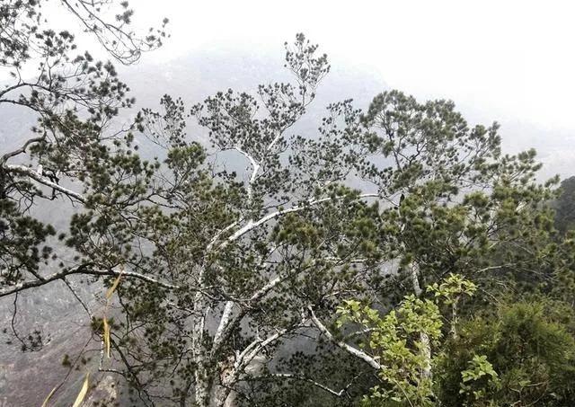 汉中最美行道树,植树节种树真实图片