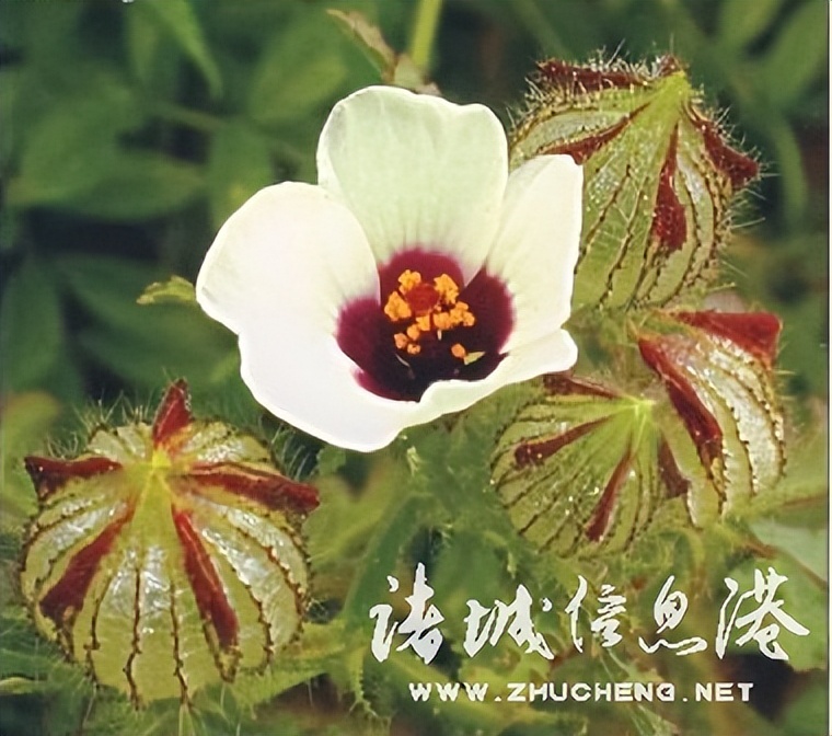 冠县常见野生保护植物,诸城野生动物排名