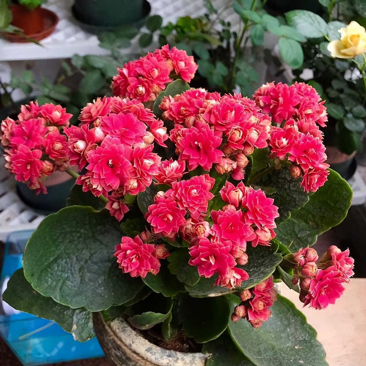 过期的各种药片混在一起浇花好吗,四种过期药片可以浇花