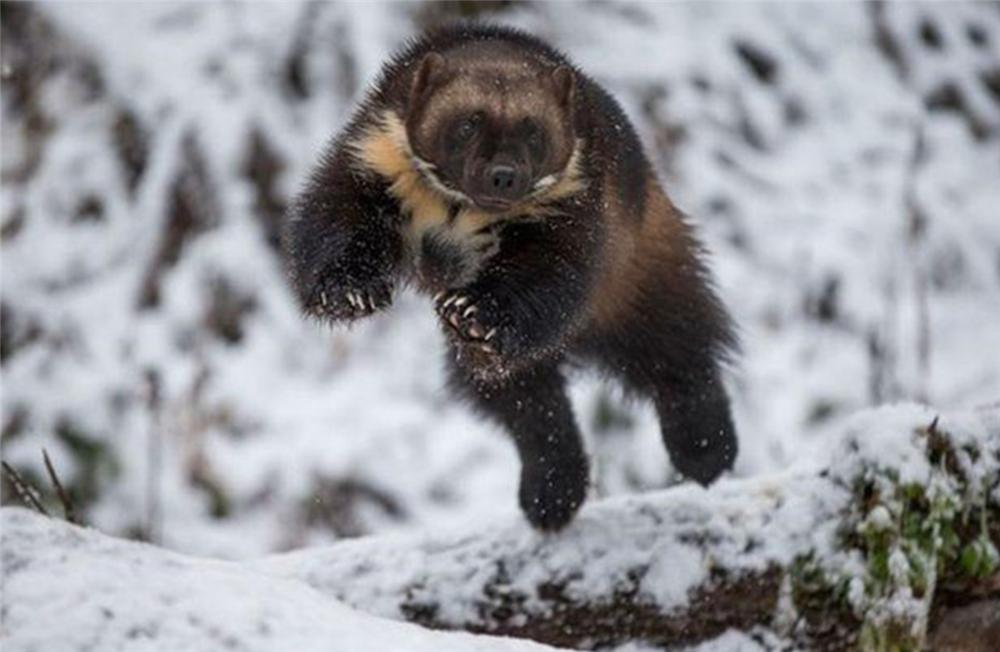狼群偷袭棕熊的视频,狼群捕杀棕熊