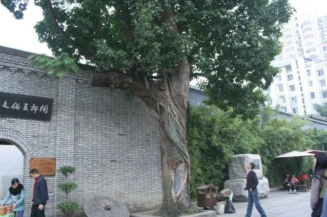 美丽的三坊七巷,我眼中的三坊七巷作文