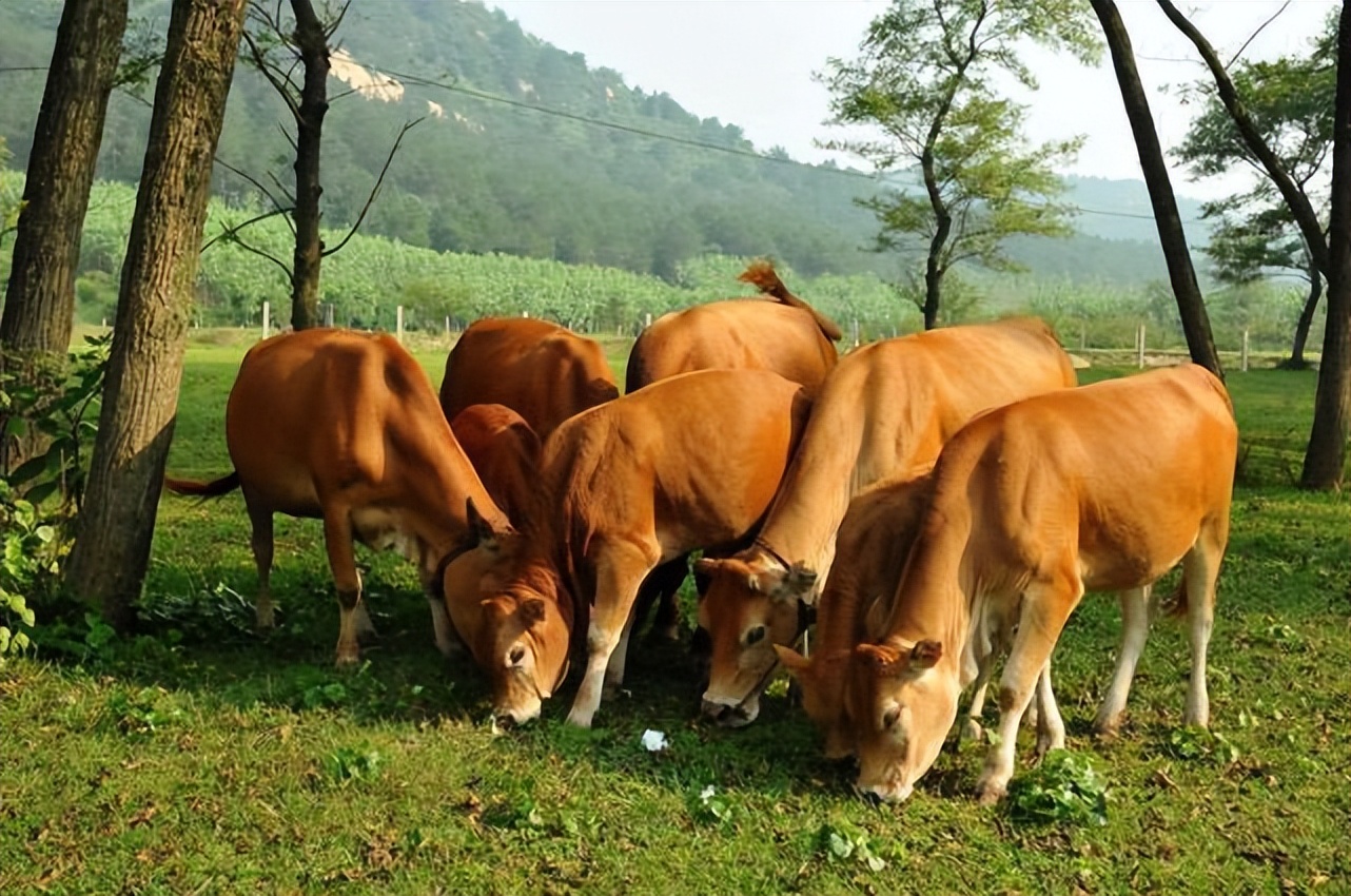 养牛人一般喂牛怎样喂,怎样喂牛长得又肥又快