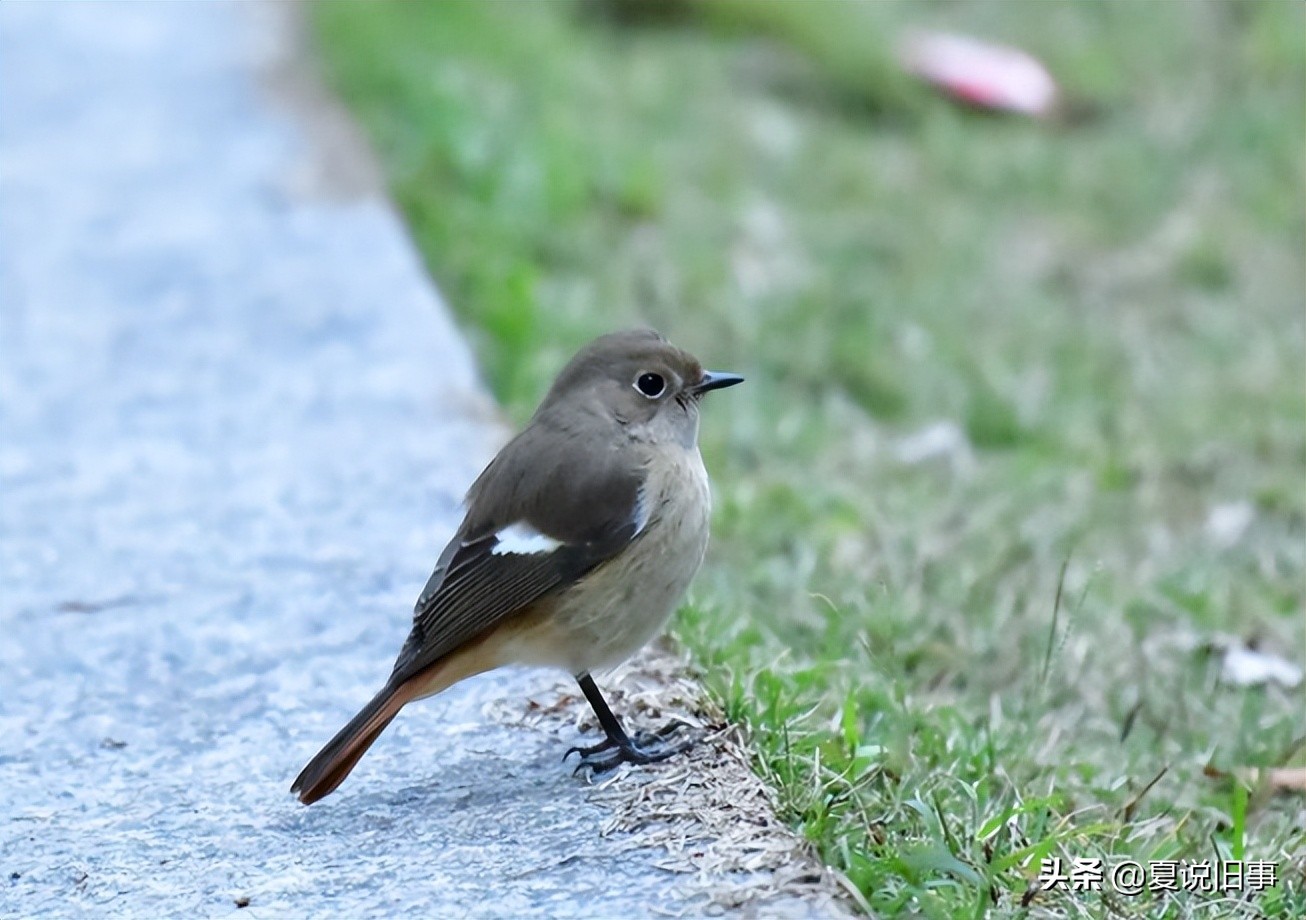 121.抓鸟养鸟（1）：概况杂说
