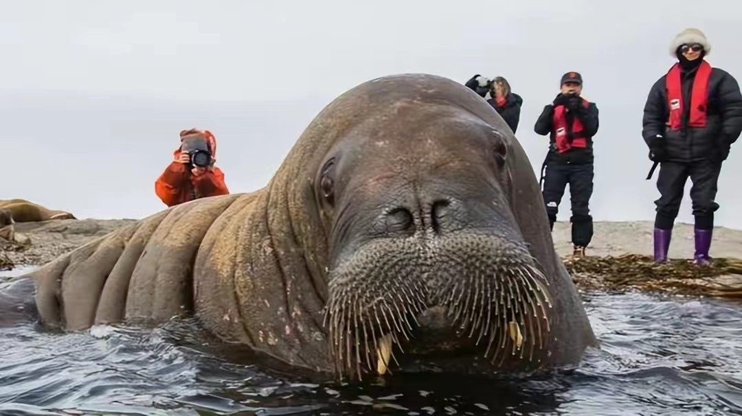 1200斤“女神”半夜被枪杀，尸体拆成标本！只因它亲密接触粉丝？
