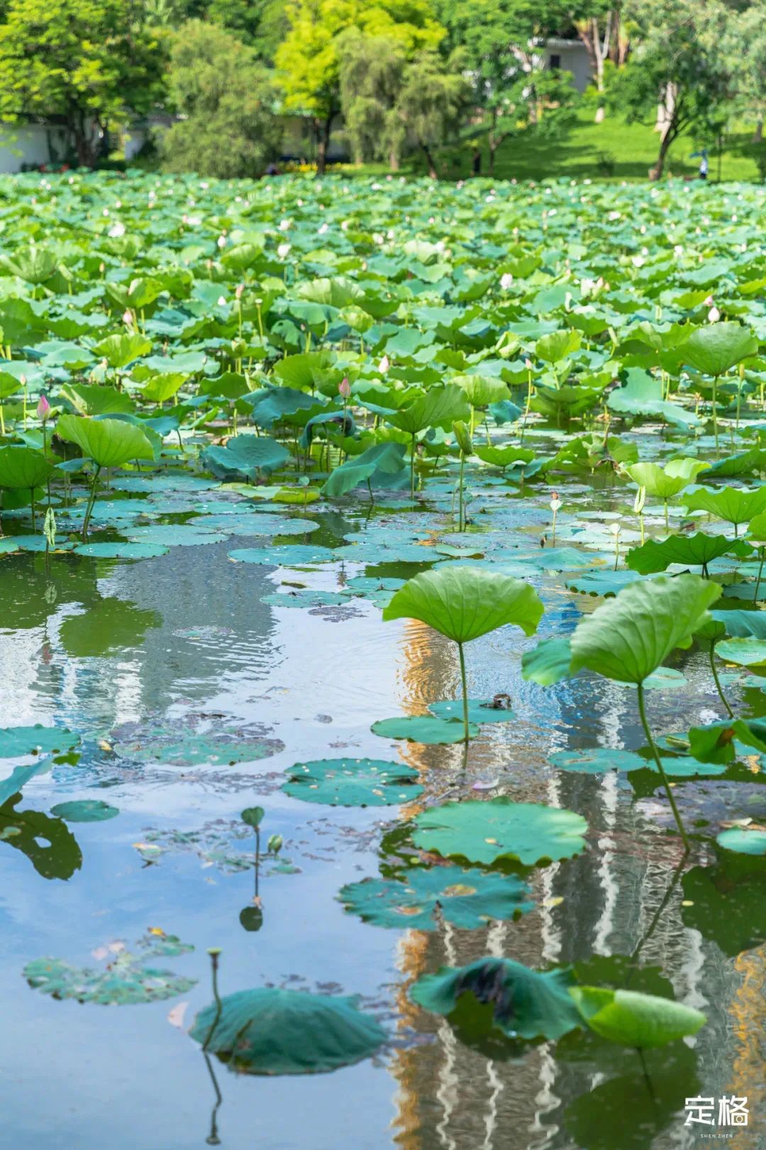 深圳3月14个赏花胜地全部免费,深圳清明节踏青赏花好去处