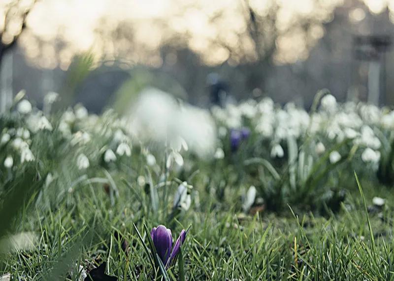 春天的脚步总是如约而至,春天的脚步岁月静好