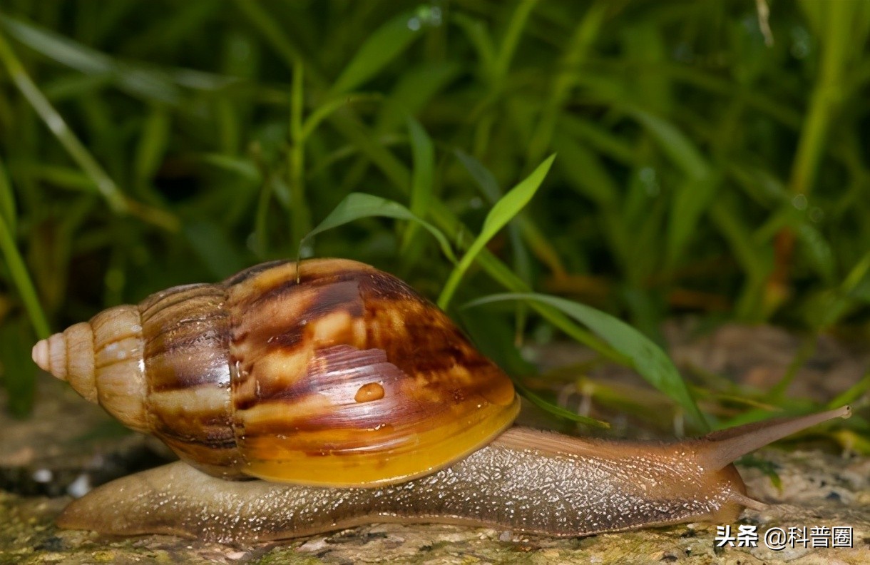 法国蜗牛非洲蜗牛,法国蜗牛与白玉蜗牛