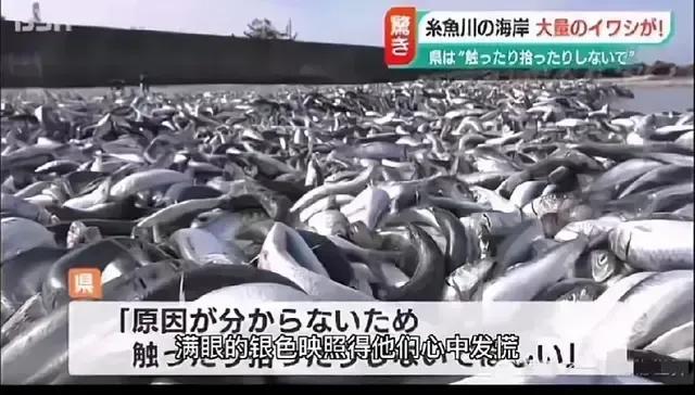 中国进口日本核污染产品,中国有进口日本核污染的鱼吗