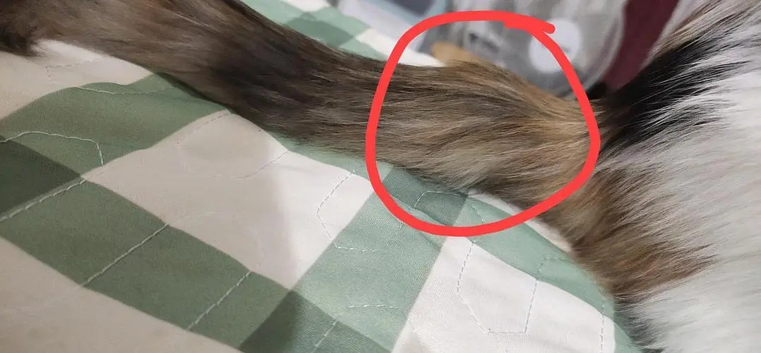 猫尾巴断了露出骨头怎么处理,猫尾巴被压断了能自愈吗