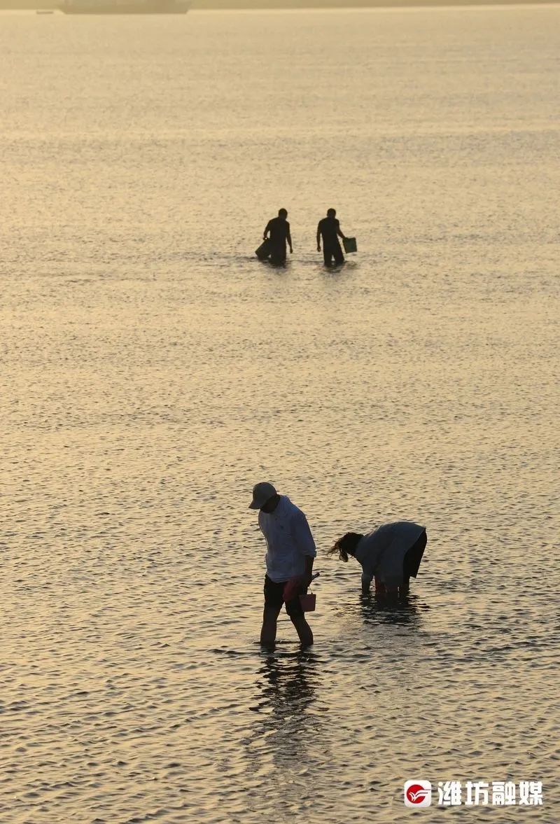 潍坊滨海能看到大海的地方,潍坊滨海游