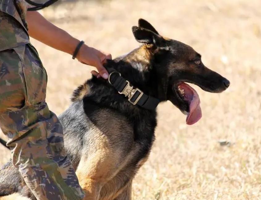 绝对听从主人命令的狗大型犬,既能护卫又能看家的大中型犬