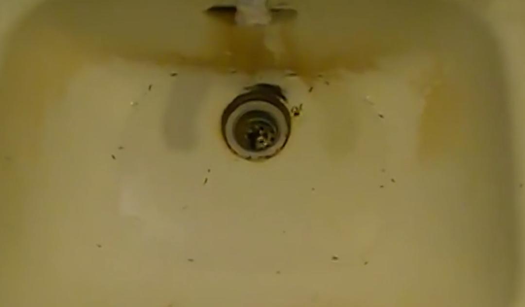 香皂能去除小飞虫吗,把香皂扔进马桶里