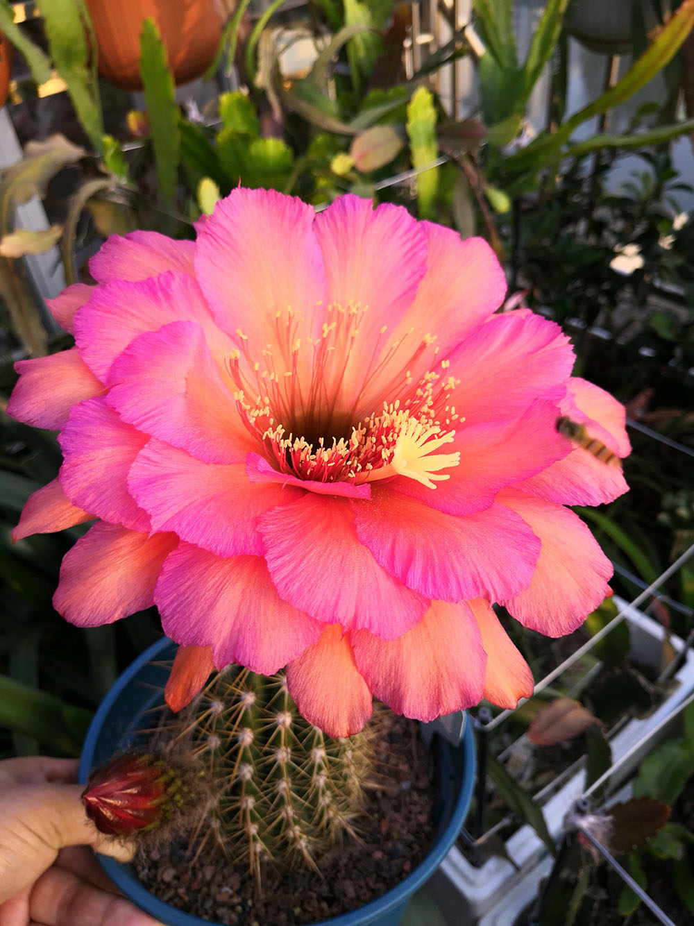 毛花柱仙人球品种大全,顶级精品仙人球花