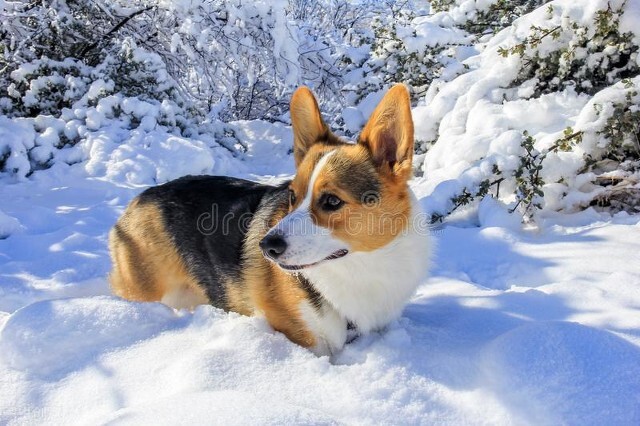 上班的人适合养什么宠物狗,上班适合养什么宠物