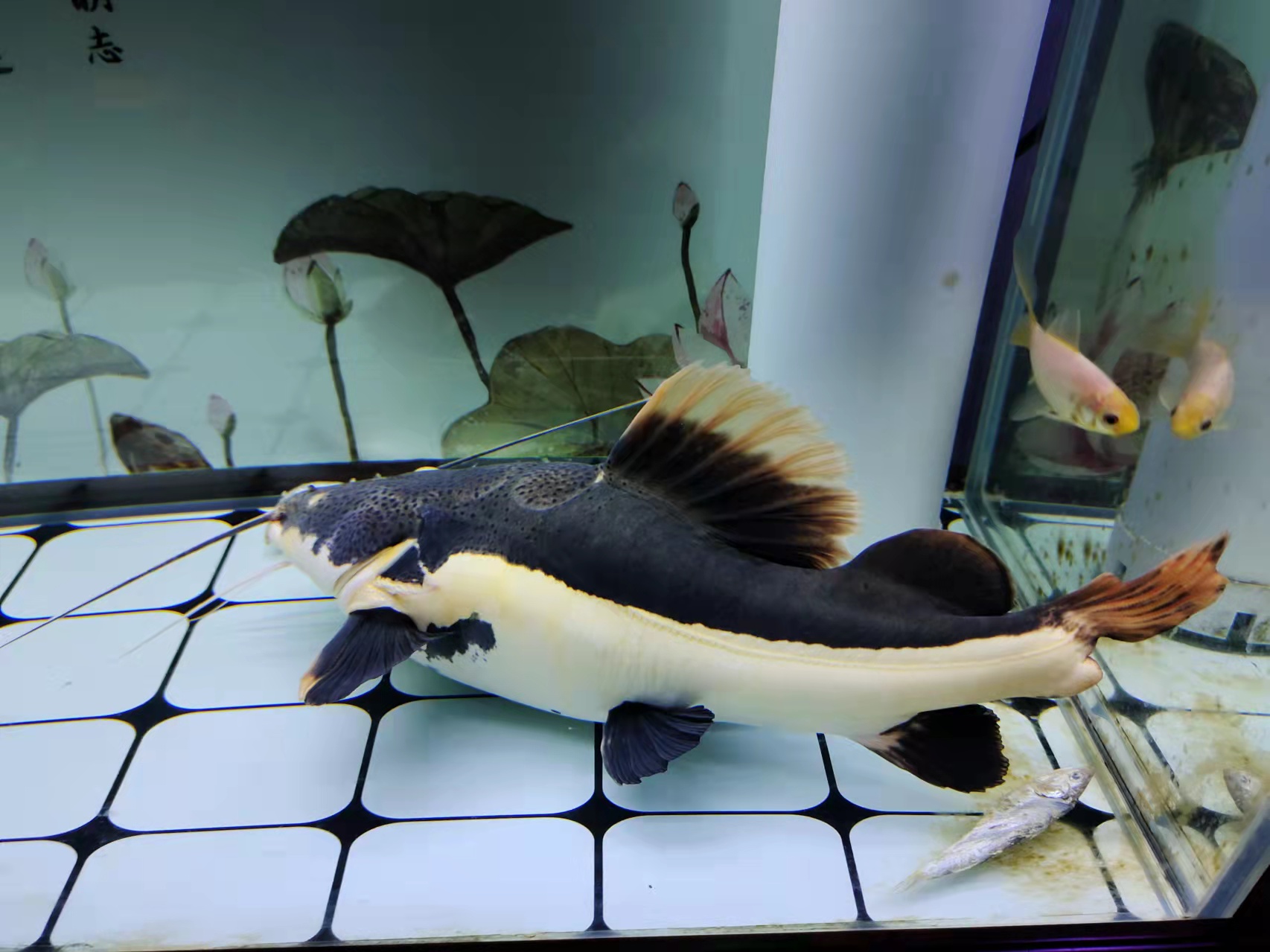 哪种观赏鱼最好养又不挑食,观赏鱼怎么不吃食